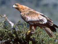 Águila Imperial, Turismo ornitológico en Sierra de San Pedro.